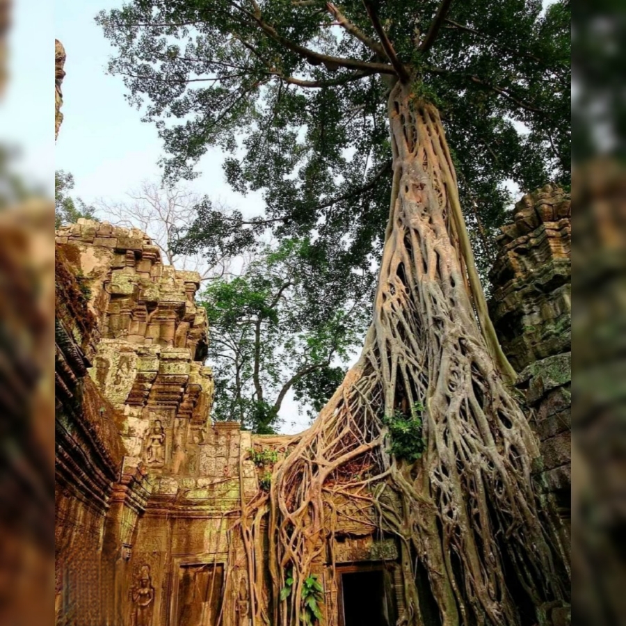 فیکوس ها، درختان باستانی